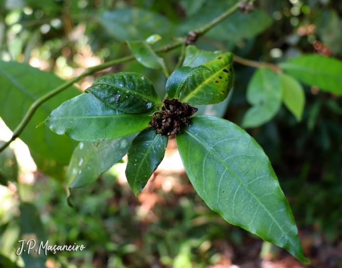 Psychotria hastisepala