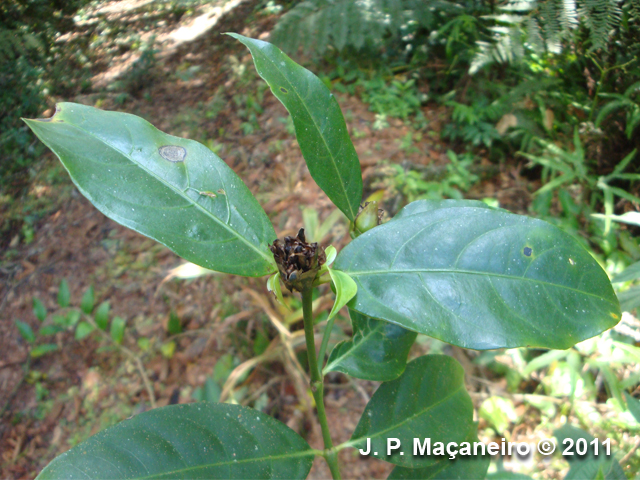 Psychotria hastisepala