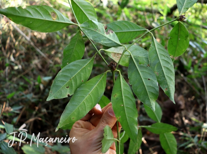 Psychotria hastisepala