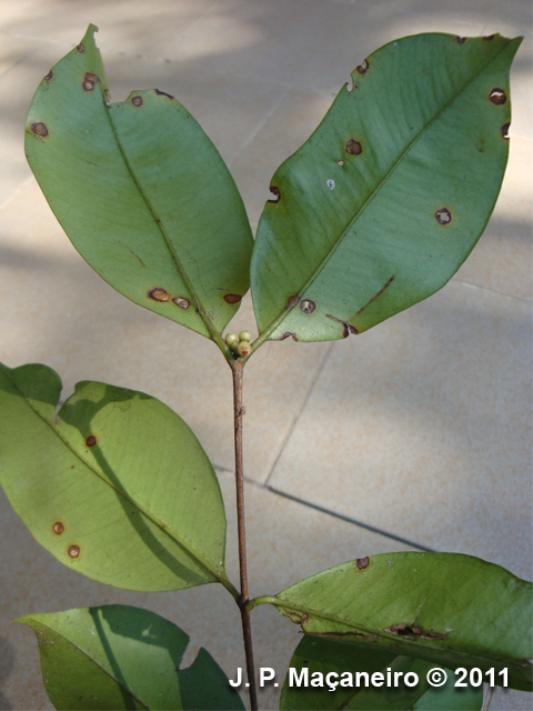 Neomitranthes glomerata