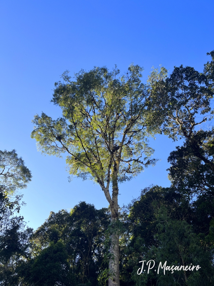 Copaifera trapezifolia