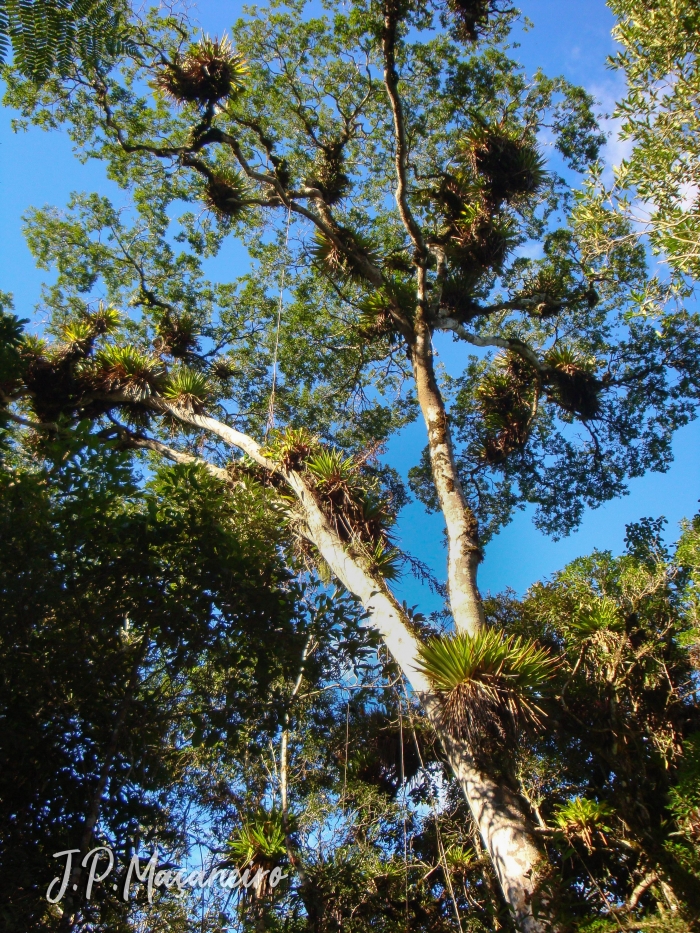 Copaifera trapezifolia