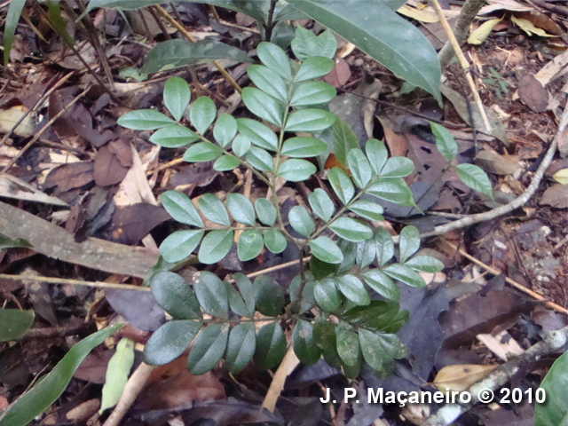 Copaifera trapezifolia