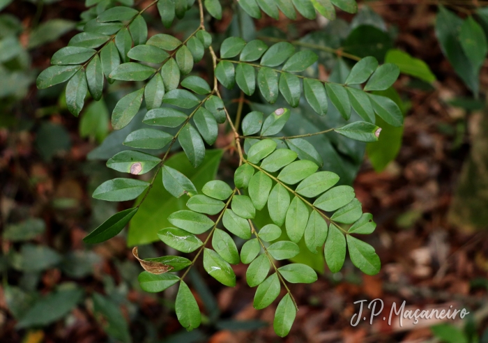 Copaifera trapezifolia