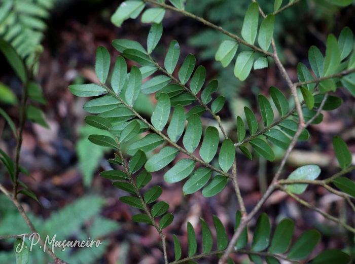 Copaifera trapezifolia