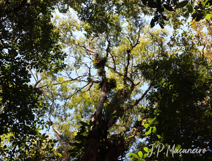 Copaifera trapezifolia