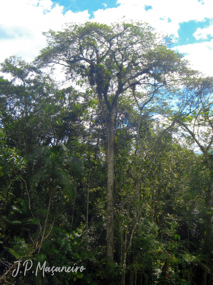 Copaifera trapezifolia