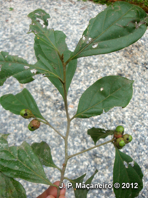 Ocotea dispersa