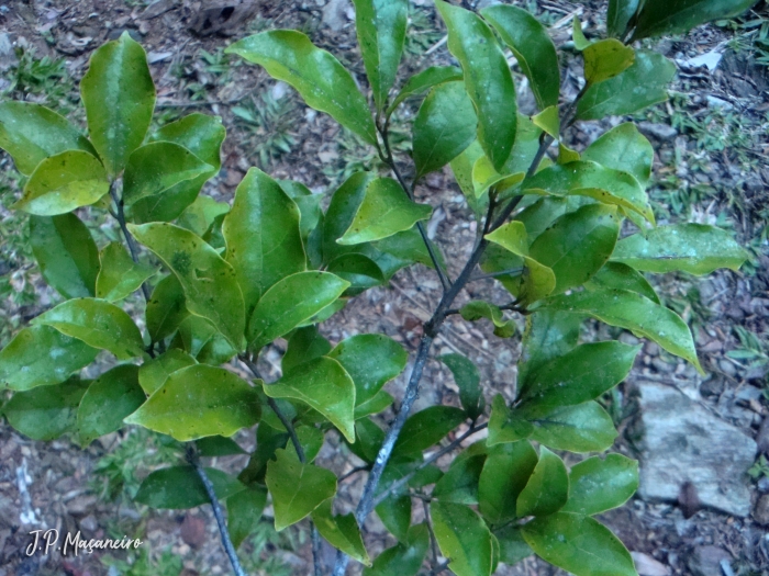 Ocotea dispersa