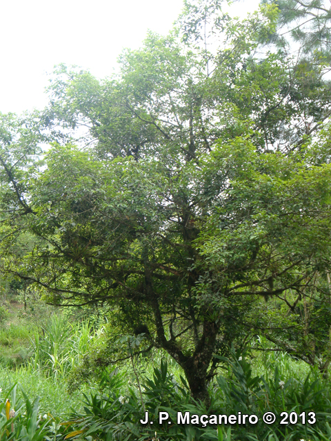 Ocotea dispersa