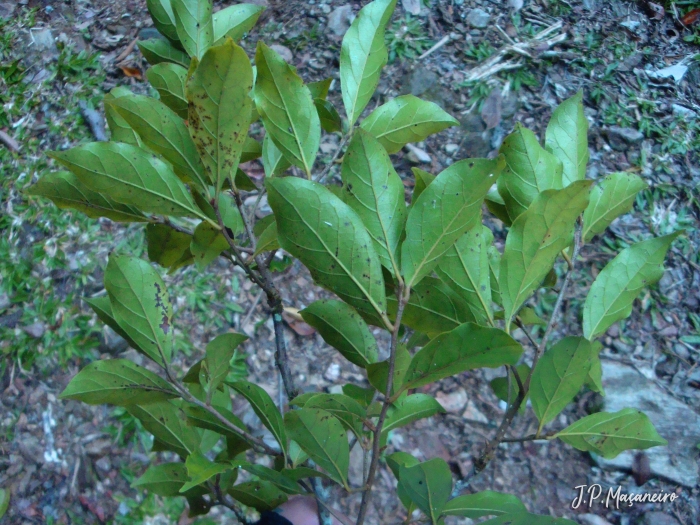 Ocotea dispersa