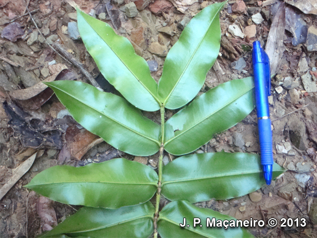 Mouriri chamissoana