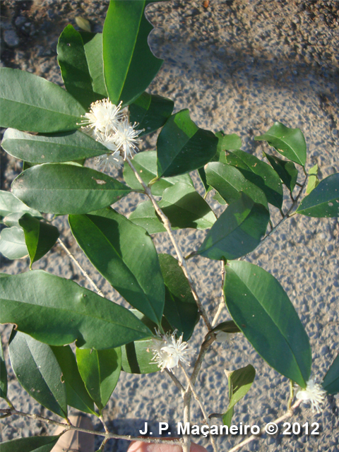 Eugenia platysema