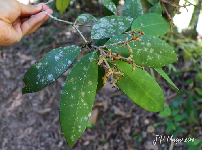 Myrcia strigosa