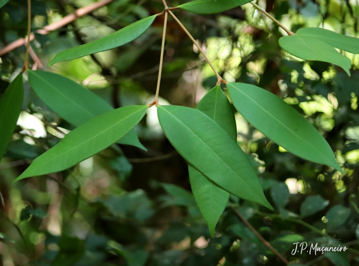 Myrcia strigosa