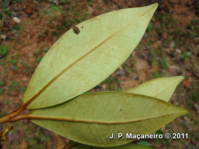 Myrcia strigosa