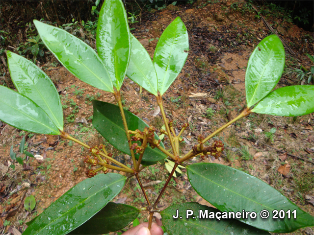 Myrcia strigosa