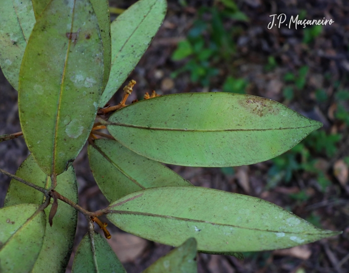 Myrcia strigosa