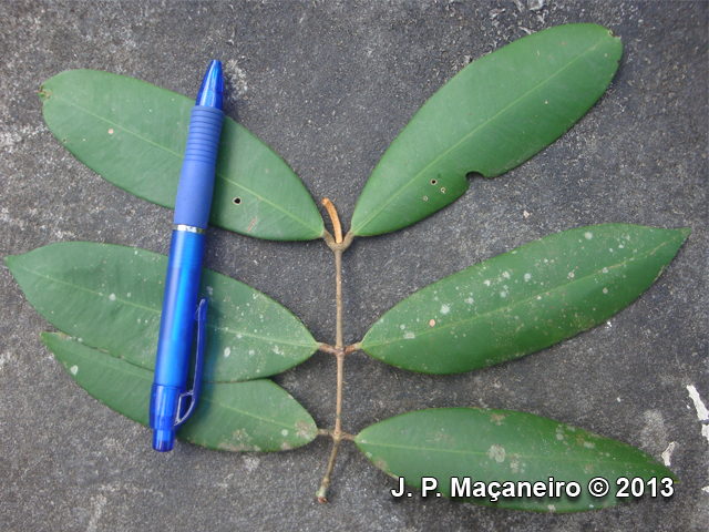 Myrcia strigosa