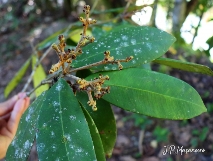 Myrcia strigosa