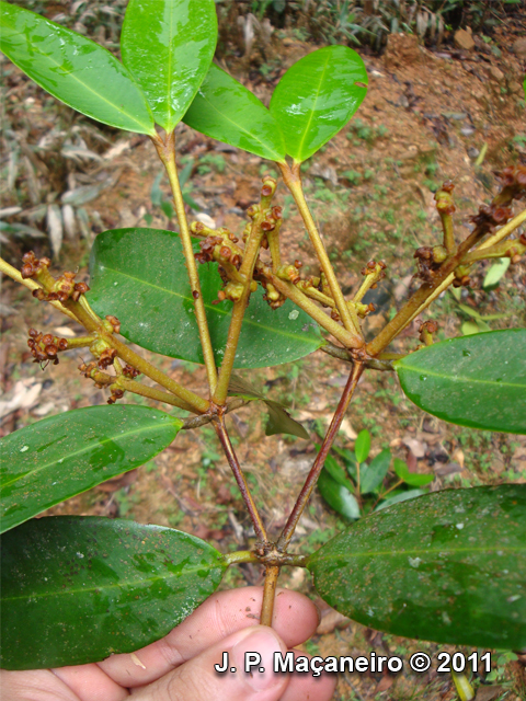 Myrcia strigosa