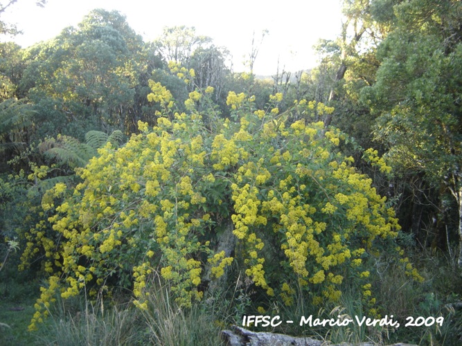 Pentacalia desiderabilis