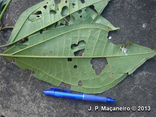 Henriettea glabra