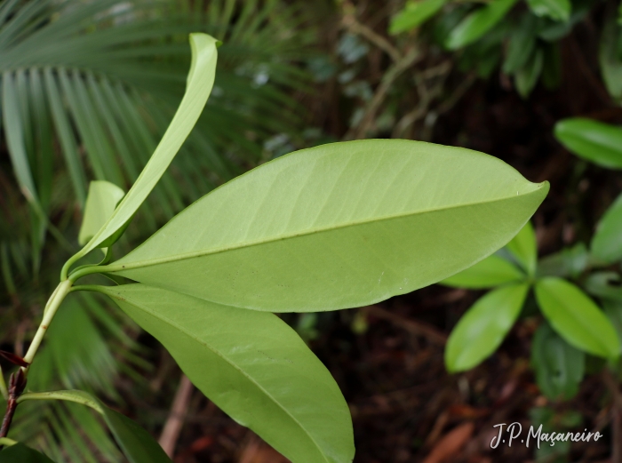 Eugenia brasiliensis