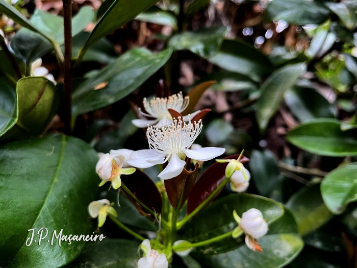 Eugenia brasiliensis