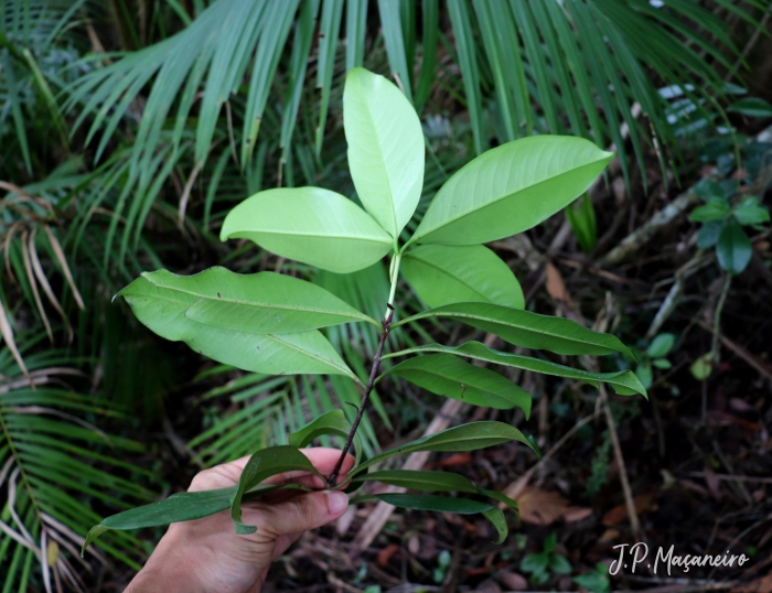 Eugenia brasiliensis