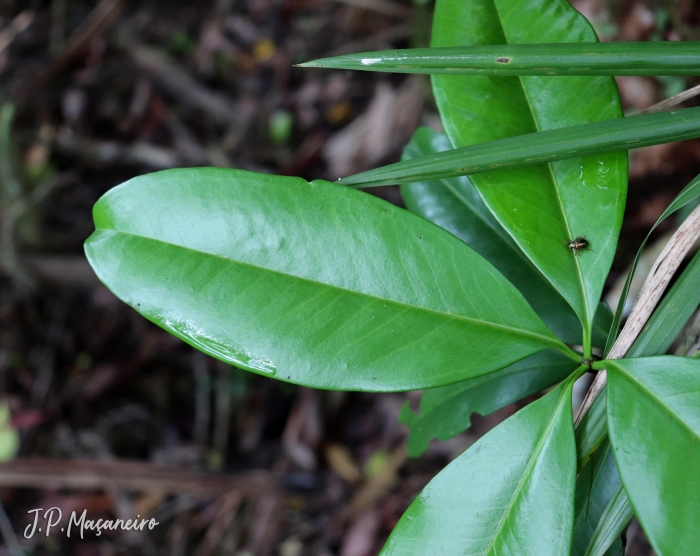 Eugenia brasiliensis