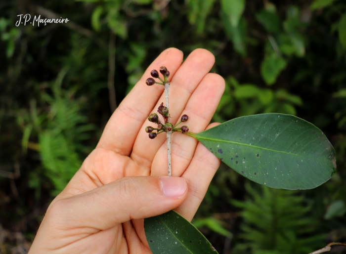 Eugenia cerasiflora