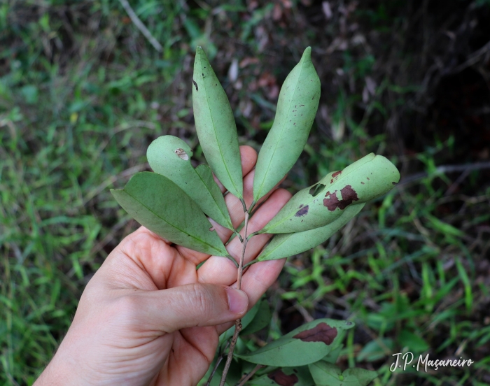 Eugenia cerasiflora