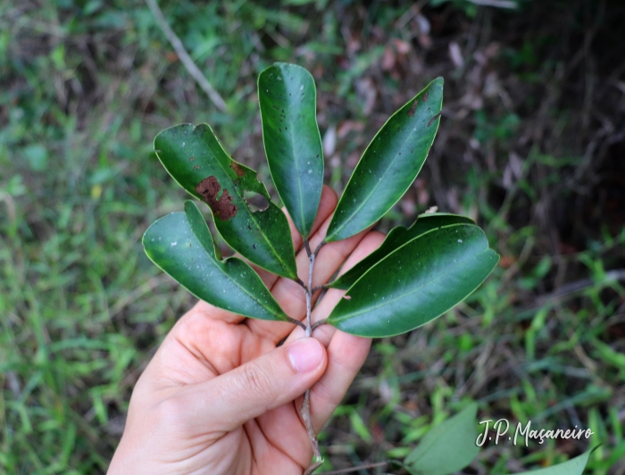 Eugenia cerasiflora