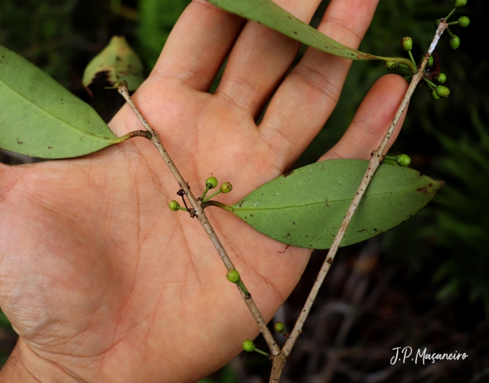 Eugenia cerasiflora