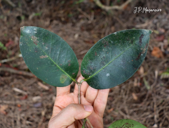 Eugenia cerasiflora