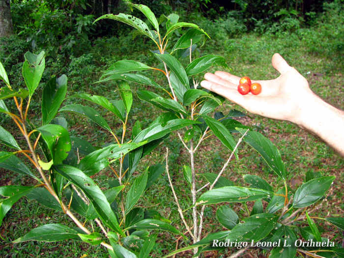 Citharexylum solanaceum