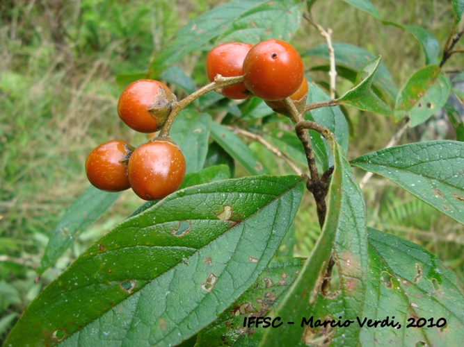 Citharexylum solanaceum