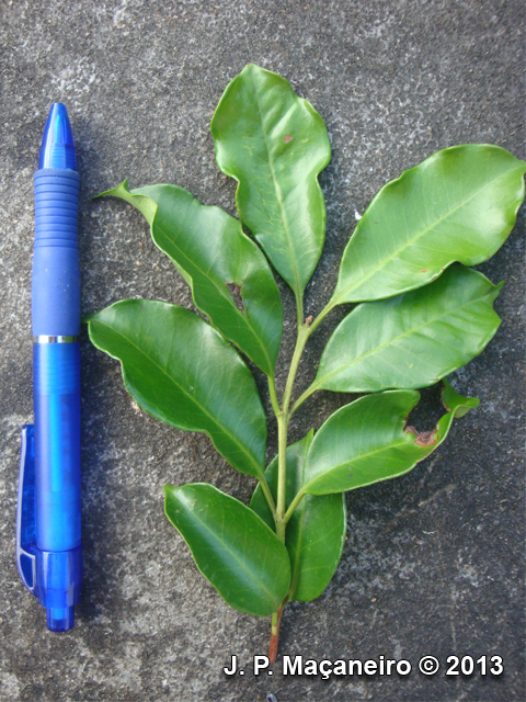 Eugenia cerasiflora