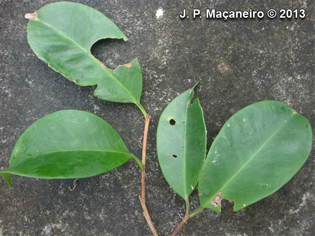 Eugenia cerasiflora