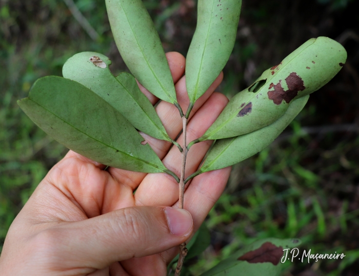 Eugenia cerasiflora