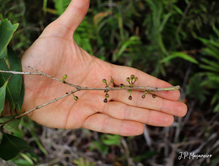 Eugenia cerasiflora