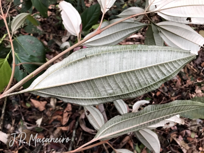 Miconia budlejoides