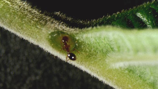 Citharexylum solanaceum
