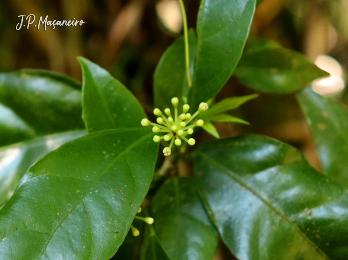 Dendropanax australis
