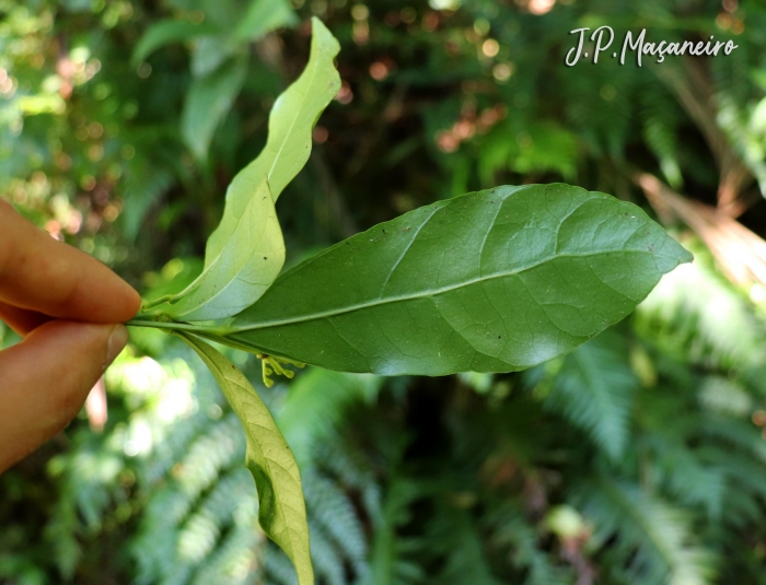 Dendropanax australis