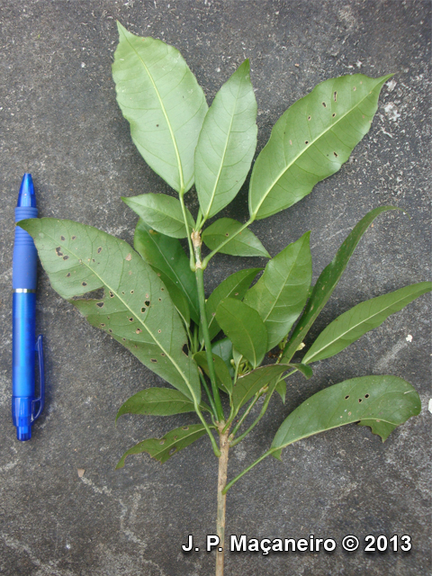 Dendropanax australis