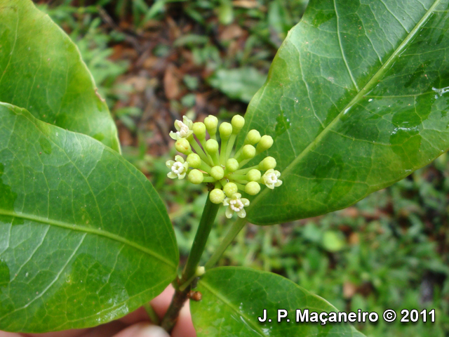 Dendropanax australis