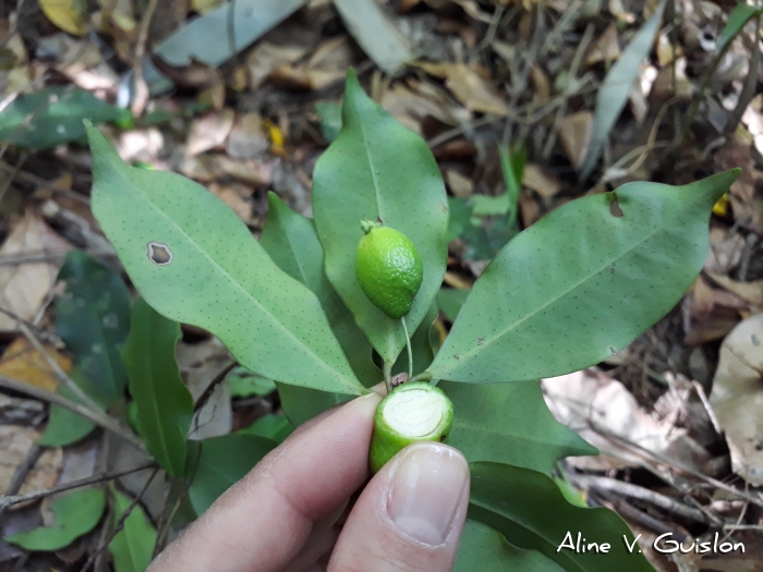 Eugenia stigmatosa