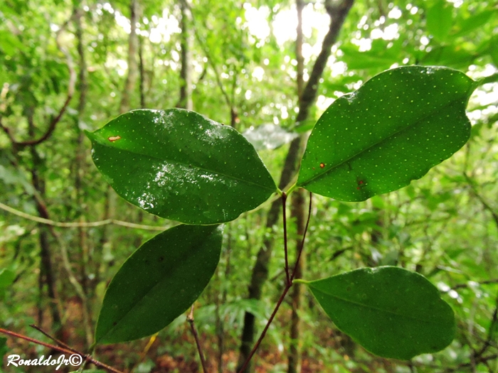 Eugenia stigmatosa